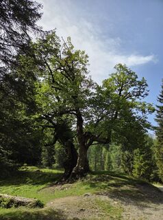 Foto von Heinzifex entlang der Tour