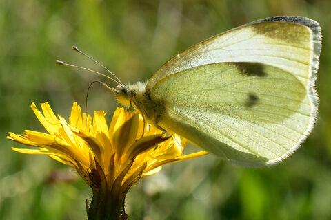 Schmetterling im Diemeltal