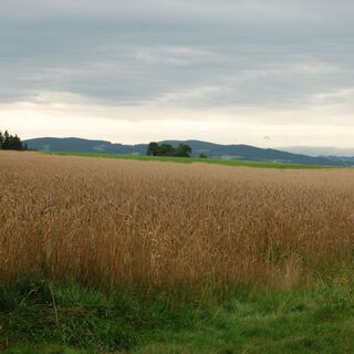 Kraft-Quelle-Baum Afiesl