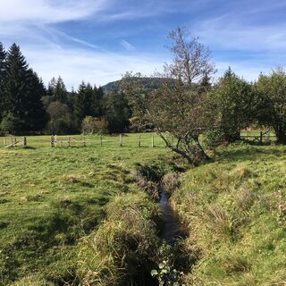 Durch das Dobra Moor