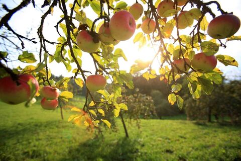 Saftig reife Äpfel_Puch_Oststeiermark