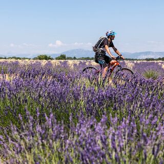 MTB-Runde 38 Plateau de Valensole