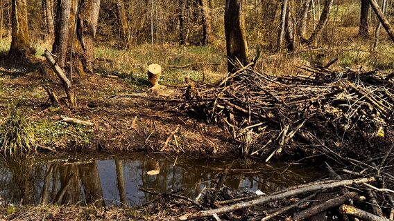 Foto von Aves entlang der Tour