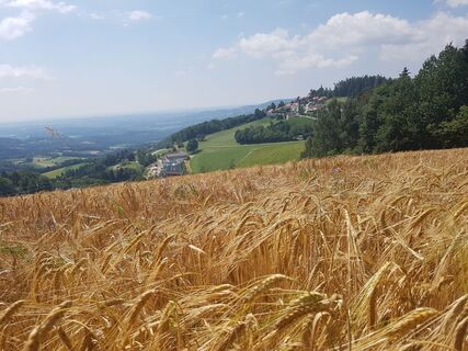Landschaft Rundwanderung: Pöllauberg - Masenberg - Schwaig - Pöllauberg in der Oststeiermark