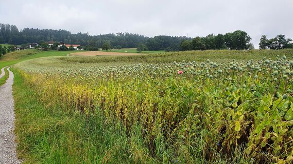 8.4 km Feld bei Penzendorf