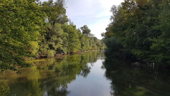 Rhein Wald