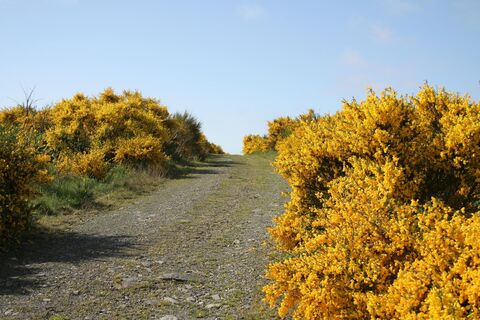 Der Besenginster, auch Eifelgold genannt, säumt die Wege auf der Dreiborner Hochfläche