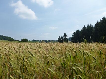 Bierweg