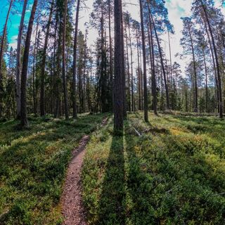 Landschaften des Urwalds von Saarijärvi