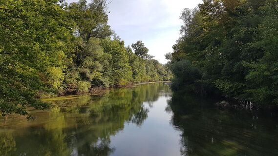 Rhein Wald