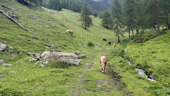 Karte
