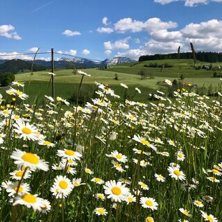 Rund um Stiefenhofen bietet herrliche Aussichten auf Oberstaufen
