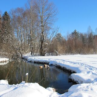 Kleiner Weiher beim Berger Moos