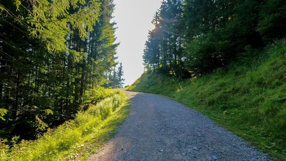 Forstweg zur Rodlhütte - kurz unterhalb der Hütte