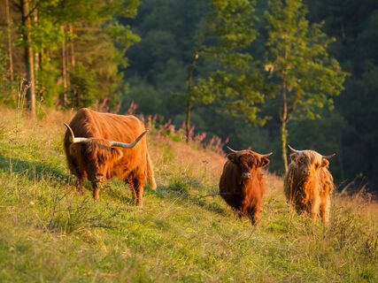 Wandern rund um Latrop