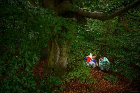 Leitersweiler Buchen auf dem Tiefenbach-Pfad