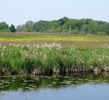 Wiesenlandschaft