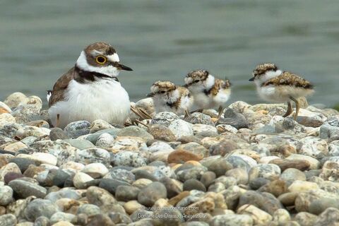 Domaine des oiseaux