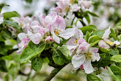 Apfelblüte