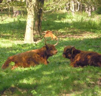 ...vorbei an schottischen Hochlandrindern...
