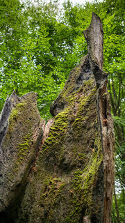Totholz im Urwald Sababurg
