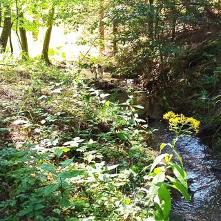 Wald im Schlingengrund