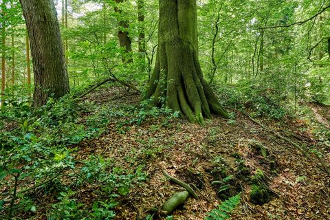 Vorgeschichtspfad bei Flögeln
