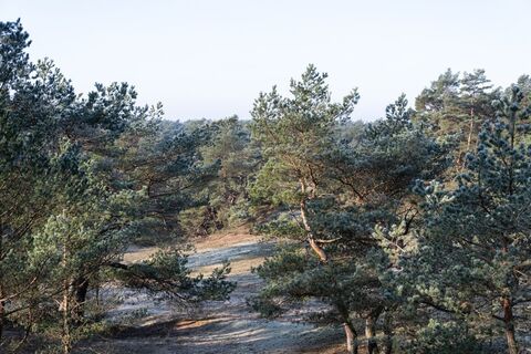Blick über die Stixer Wanderdüne