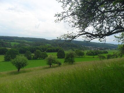 Panoramablick auf Streuobstwiesen