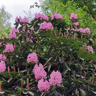 Rhododendronwald