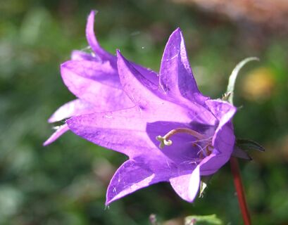 Glockenblume am Weg