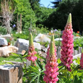 Hildegard von Bingen Garten