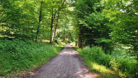 Graf-Rhena-Weg im Albtal
