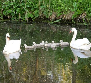 Schwäne im Teich