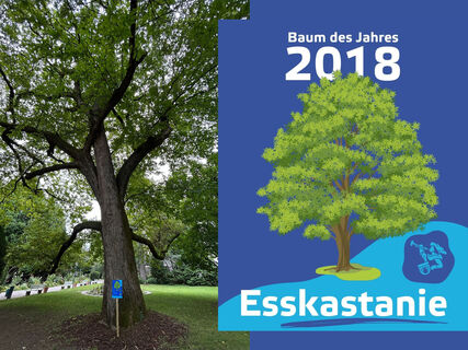 Esskastanie