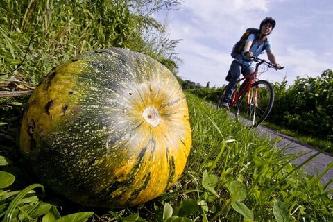 Der Kürbis als Wegbegleiter