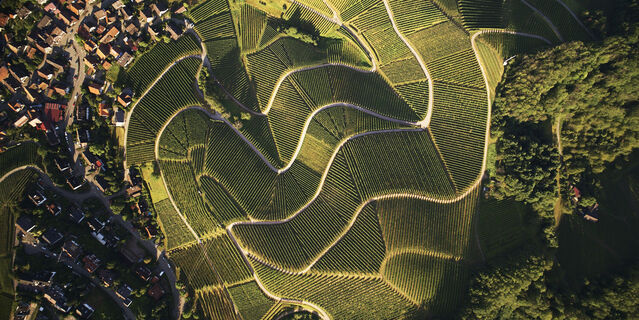 Luftaufnahme Weinberge