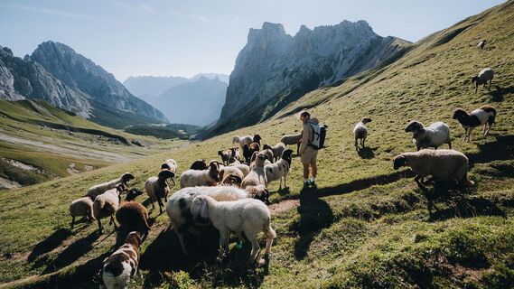 Wanderung mit Schafen im Puitttal