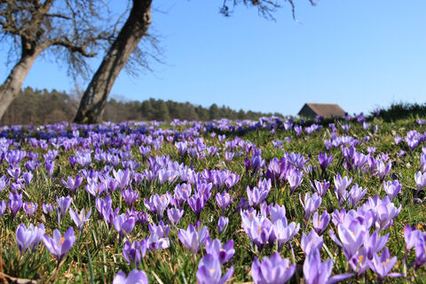Zavelsteiner Krokusblüte
