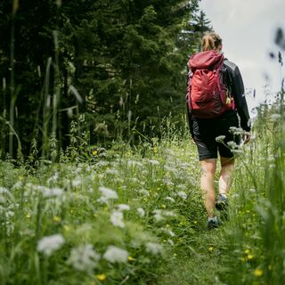 am Waldrand unterwegs