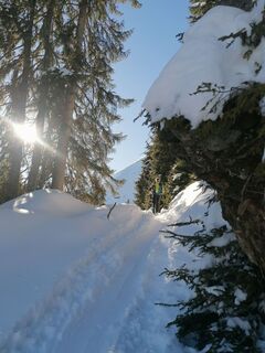 Wildschönau Lämpersberg Aufstieg Wald.jpg