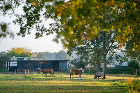 Holstein_Pferdehof