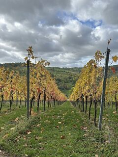 Photo de S Michel584 le long du parcours