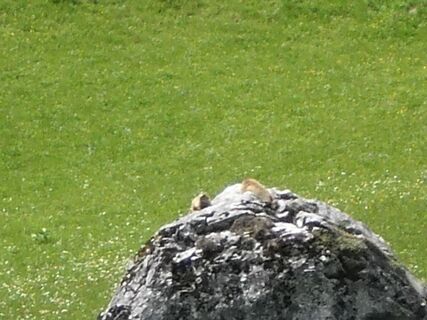 ein Murmeltier am Wegesrand