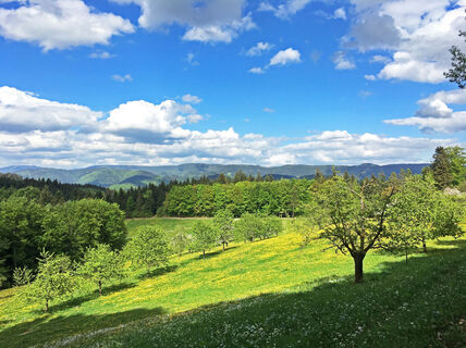 Aussicht Kalikutt