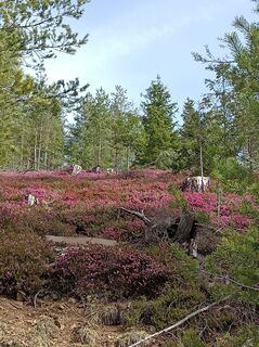 Foto von Bergpirat entlang der Tour