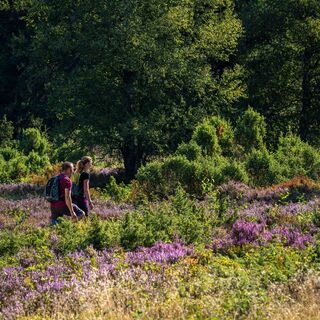 Wandern in der Heinsberger Heide