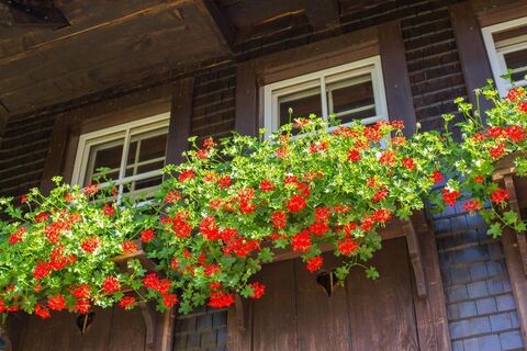 Hüsli - Blumenschmuck am Fenster