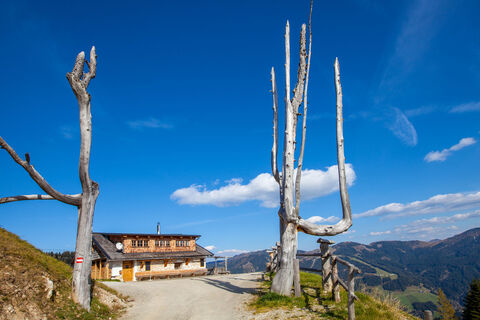 Kurzeggalm