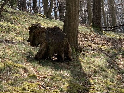 Aufstieg durch den Wald